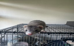 Ferret rodents for sale: Different ferret kits available  - Image 19