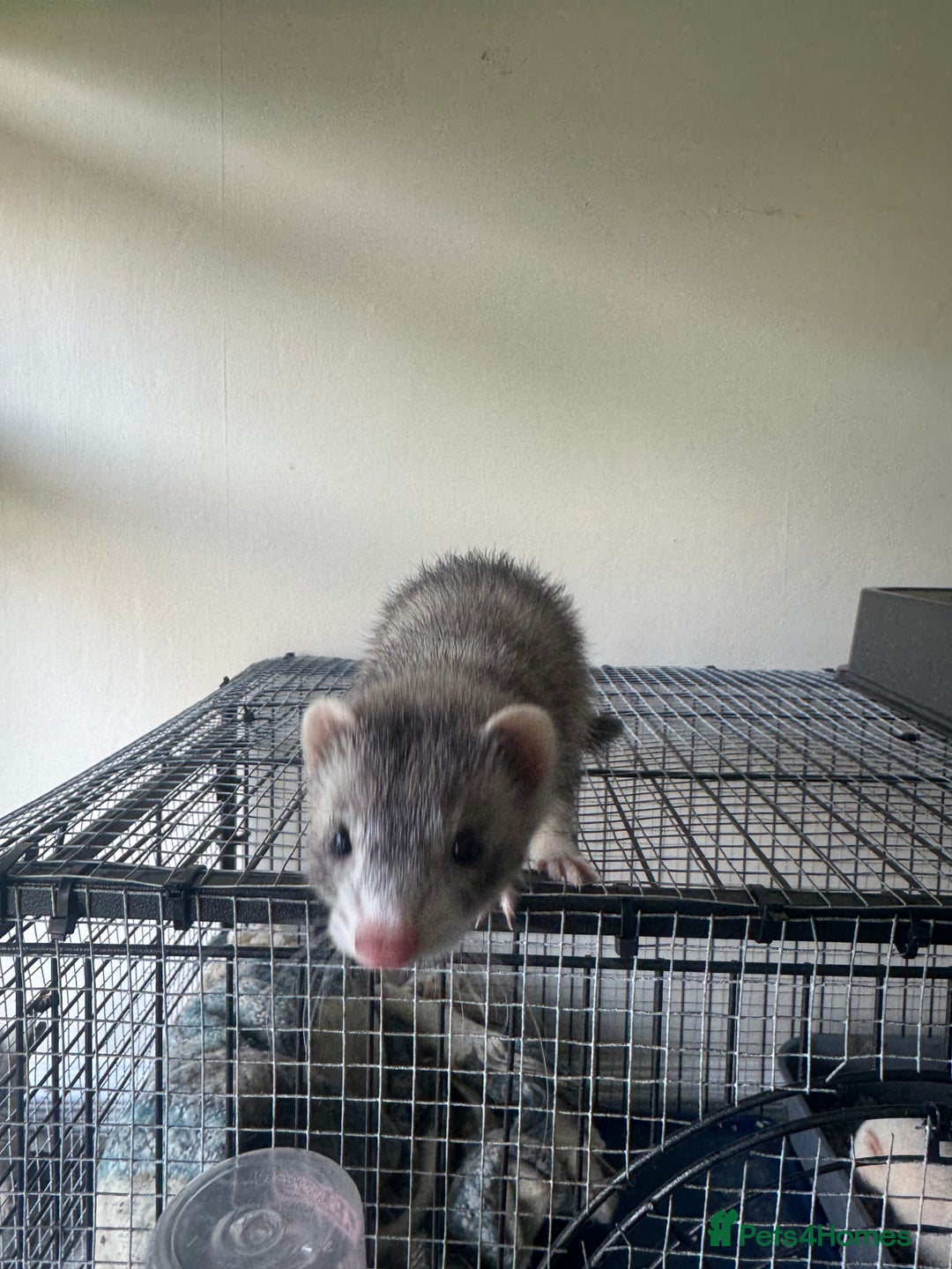 Ferret rodents for sale: Different ferret kits available  - Image 19