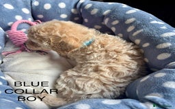 Cavachon dogs for sale: Super friendly, Litter trained Cavapoochon’s - Image 6