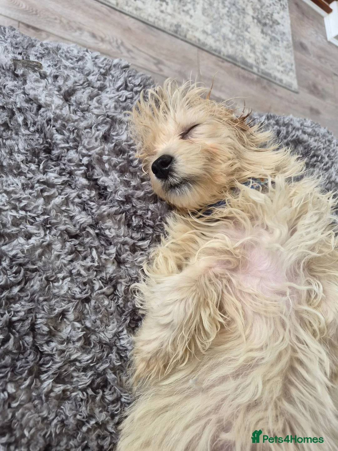 Maltipoo dogs for sale: 11 week femaile maltipoo  - Advert 4