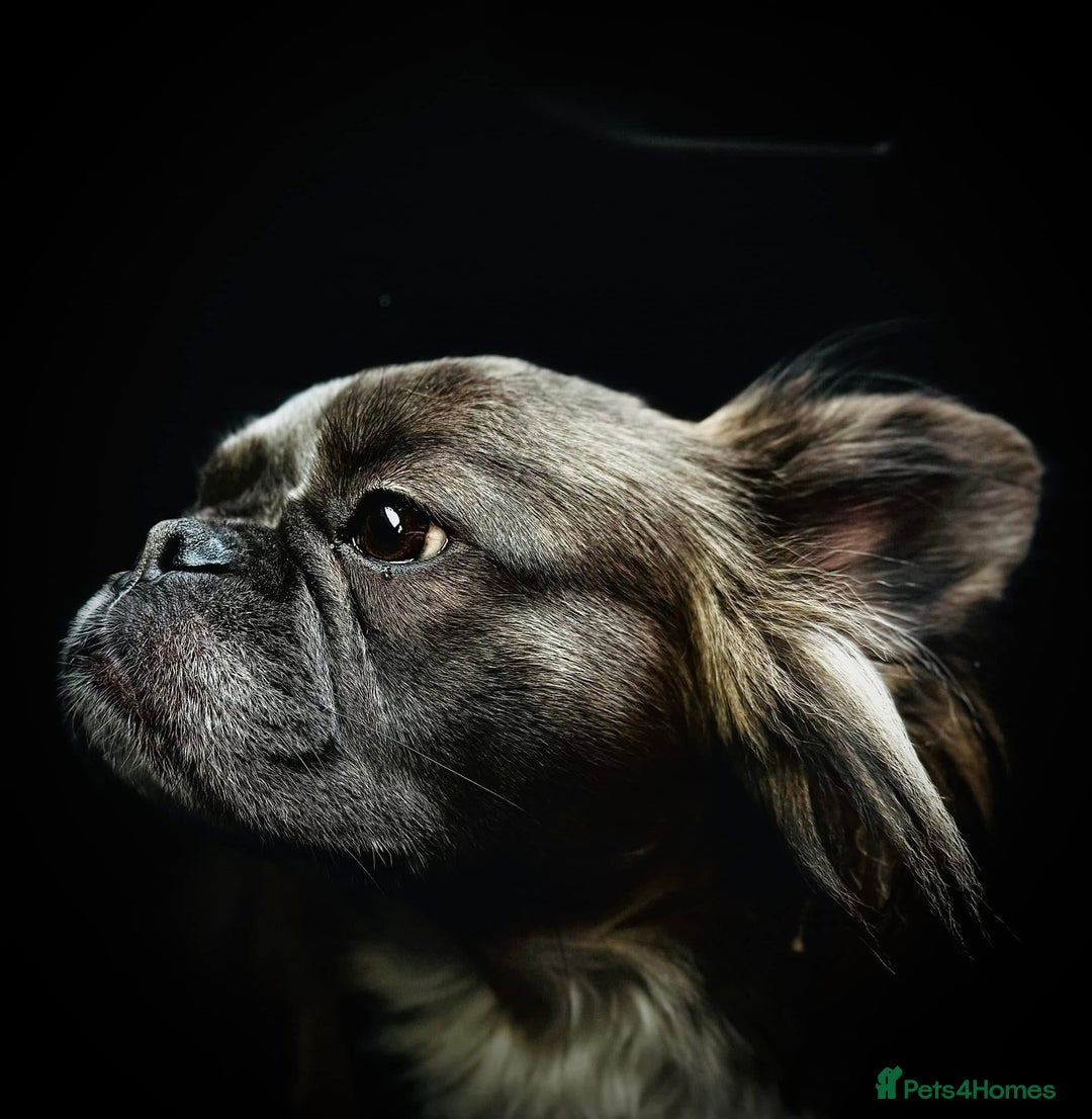 French Bulldog dogs for sale: FULL FLUFFY KC REG FRENCH BULLDOGS–MOTHER & SON  - Advert 6