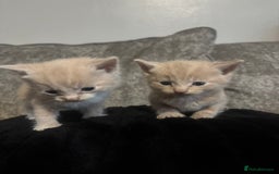 Mixed Breed cats for sale: 3/4 British shorthair - Image 5