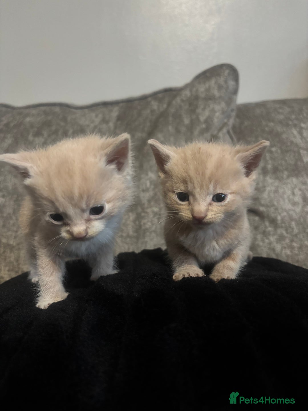 Mixed Breed cats for sale: 3/4 British shorthair - Image 5