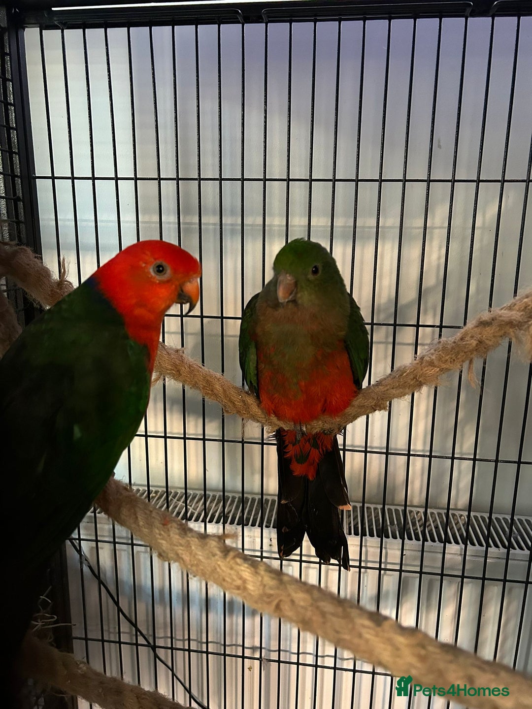 Mixed Breed birds for sale: Parrots for sale  - Advert 10