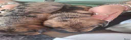 Dachshund dogs for sale: Long hair mini dachshund  - Advert 3