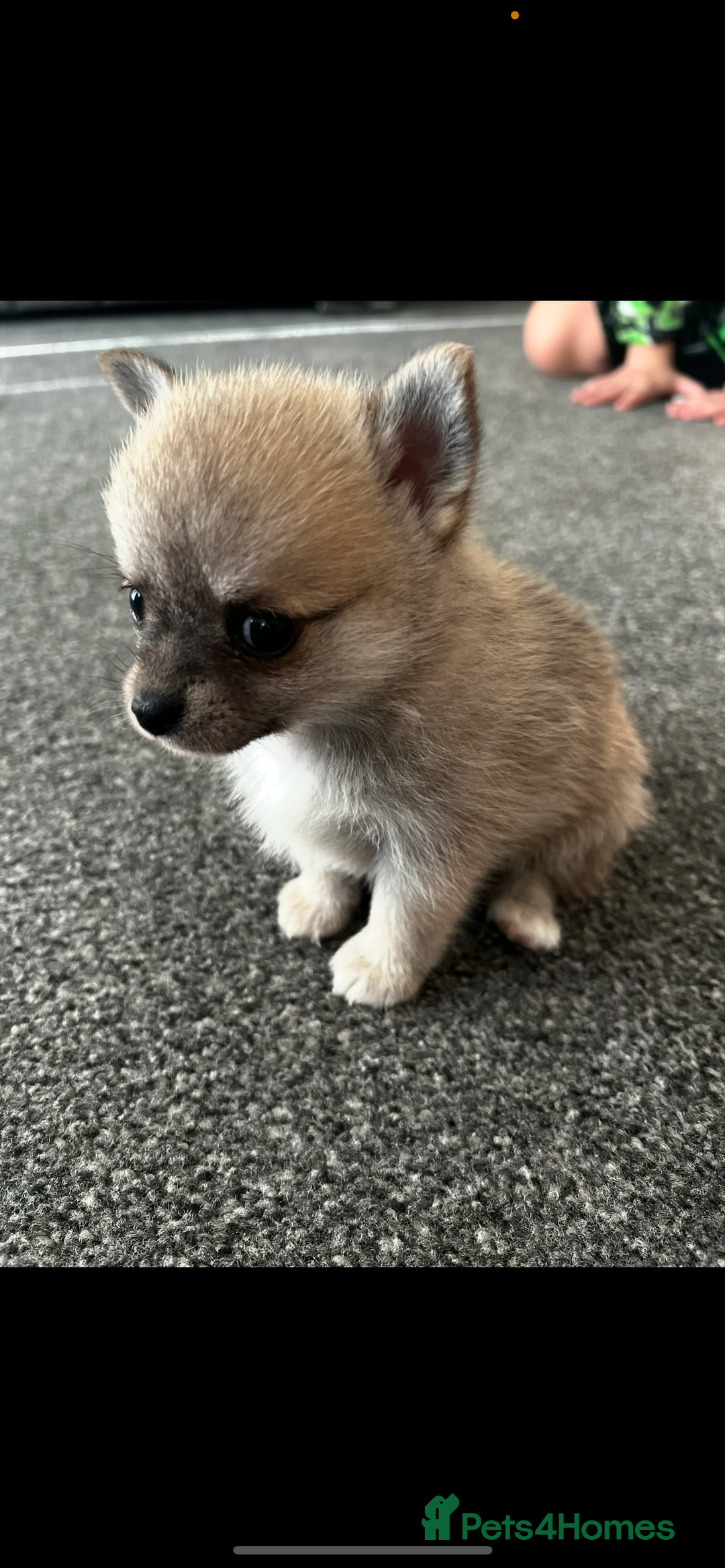 Pomchi dogs for sale: Pomchil  - Advert 4