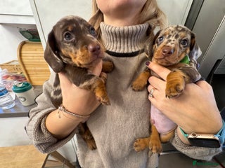 Miniature Dachshund dogs KC reg miniature dachshund puppies 4 girls 4 boys - Advert 10