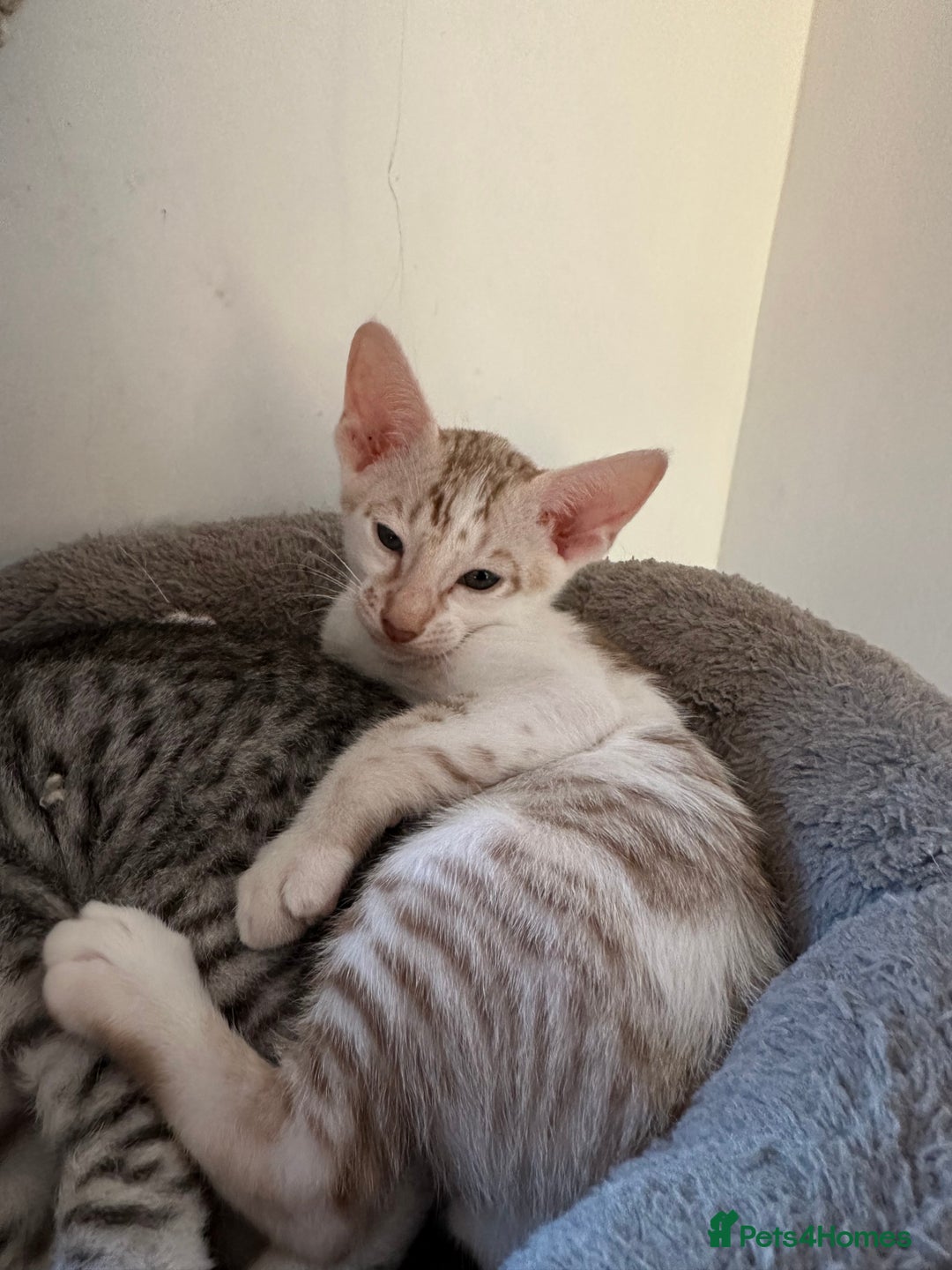Mixed Breed cats for sale: Crossed Between Oriental short hair & White Bengal - Advert 13
