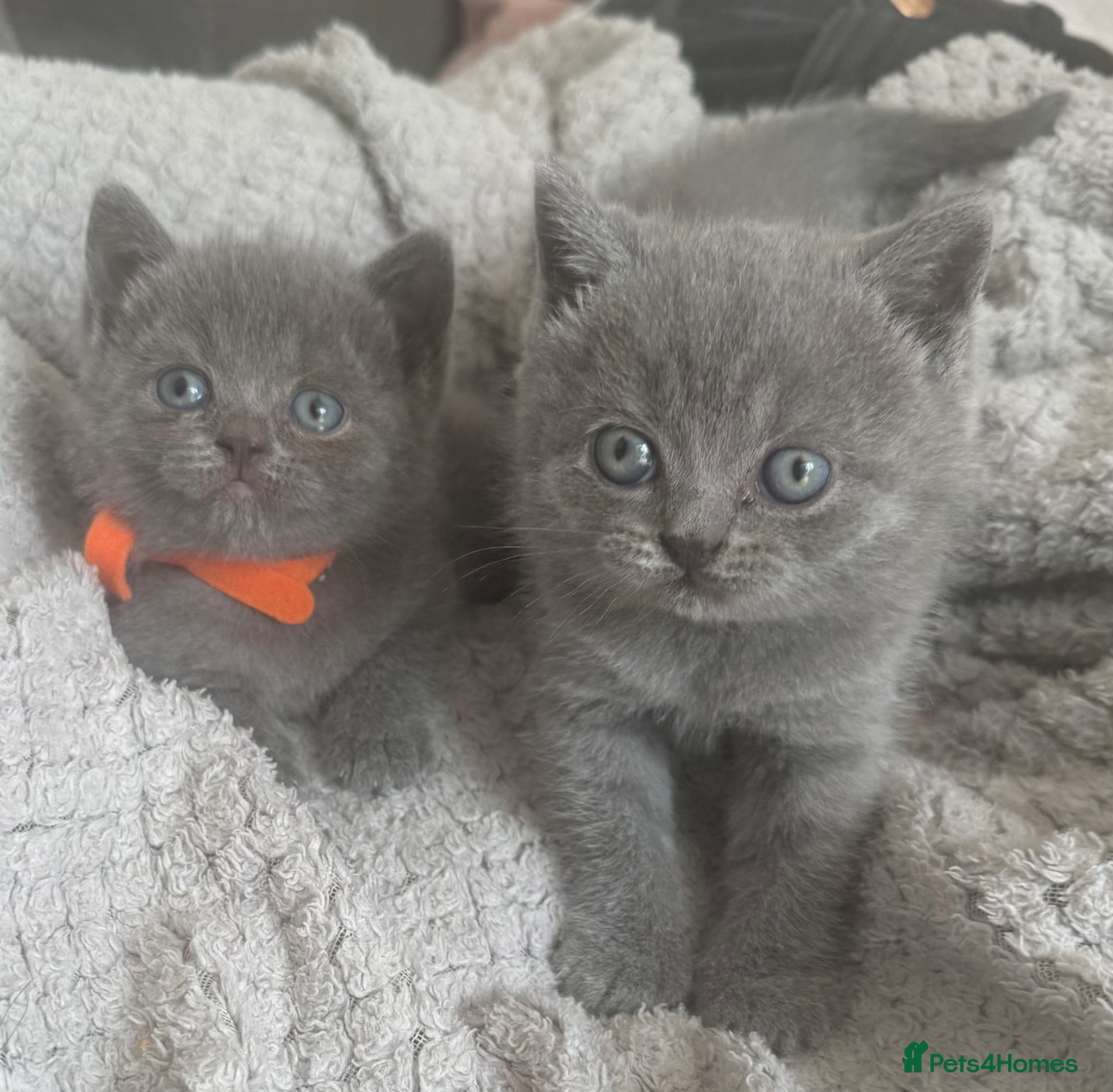 British Shorthair cats British shorthair kittens  - Advert 2