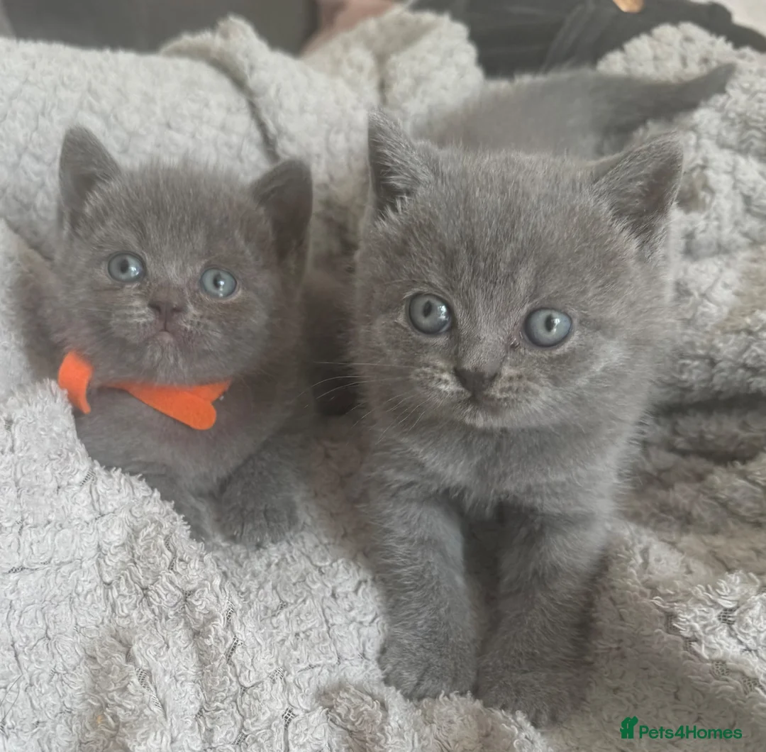 British Shorthair cats for sale: British shorthair kittens  - Advert 1