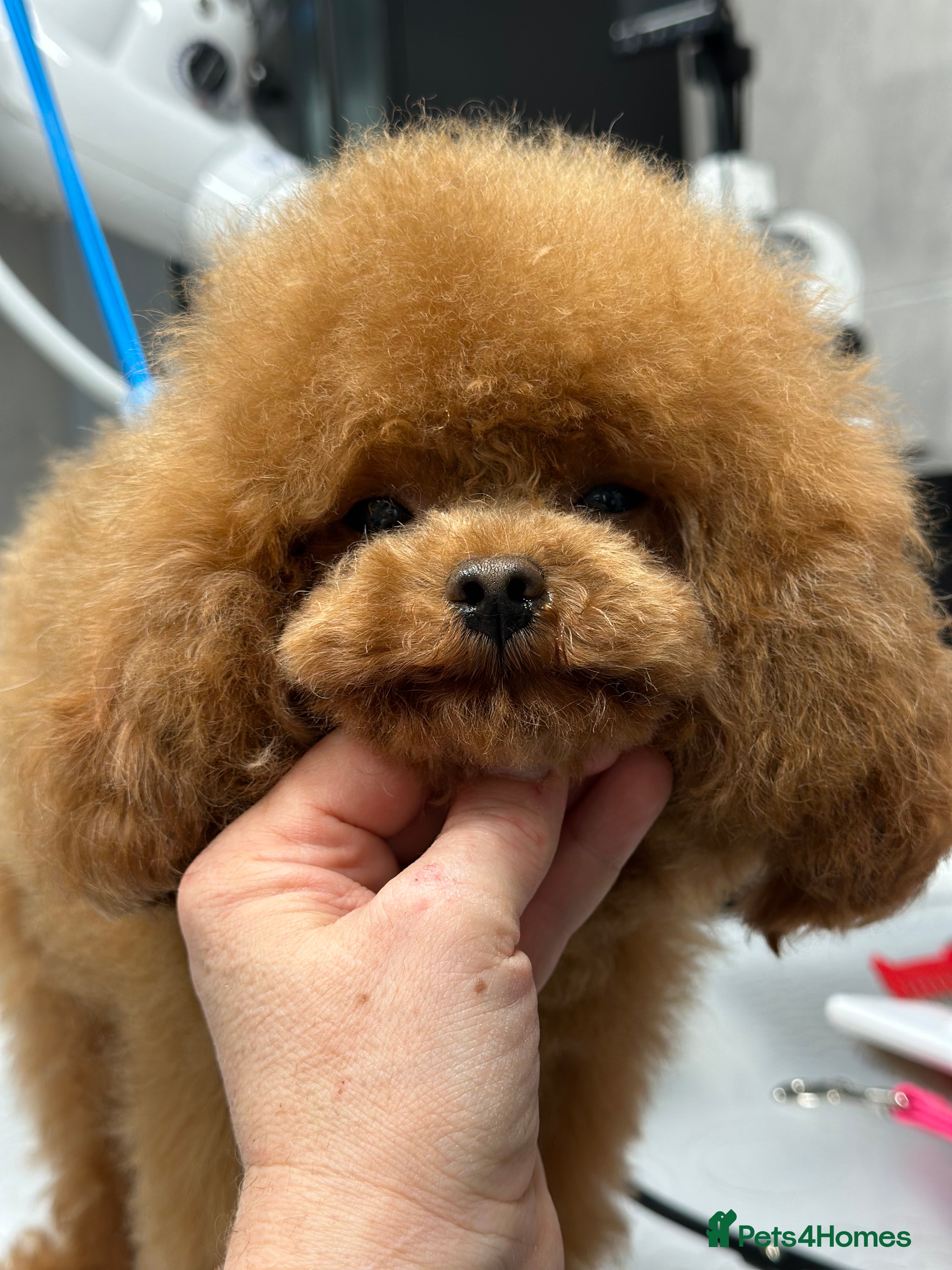 Toy Poodle dogs Stunning true to type Asian toy poodle in Lanark - Advert 6