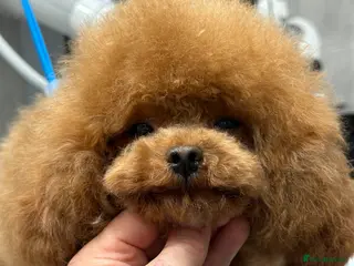 Toy Poodle dogs Stunning true to type Asian toy poodle in Lanark - Advert 4