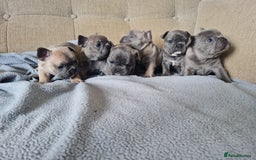 French Bulldog dogs for sale: French bulldog puppies  - Image 7