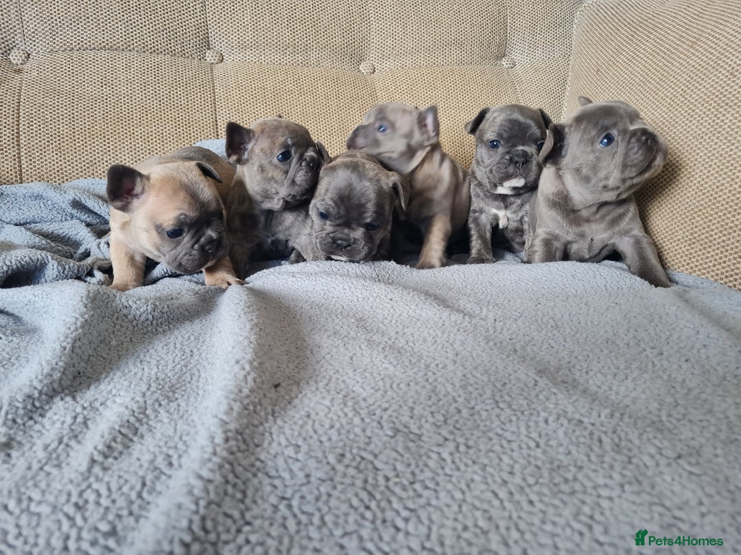 French Bulldog dogs for sale: French bulldog puppies  - Image 7