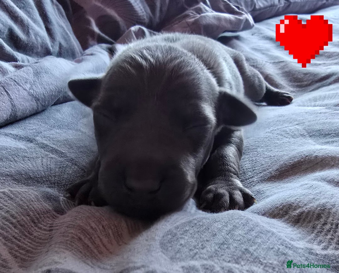 Italian Greyhound dogs for sale: KC regist. Beautiful Italian Greyhound  - Image 1