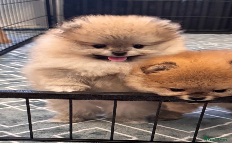 Pomeranian dogs - Advert 1