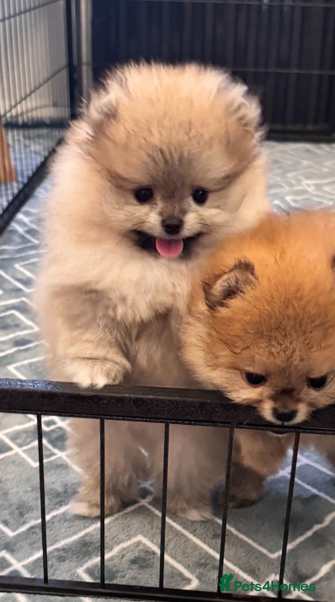 Pomeranian dogs for sale: Adorable Purebred Pomeranian Puppies – Male - Image 4