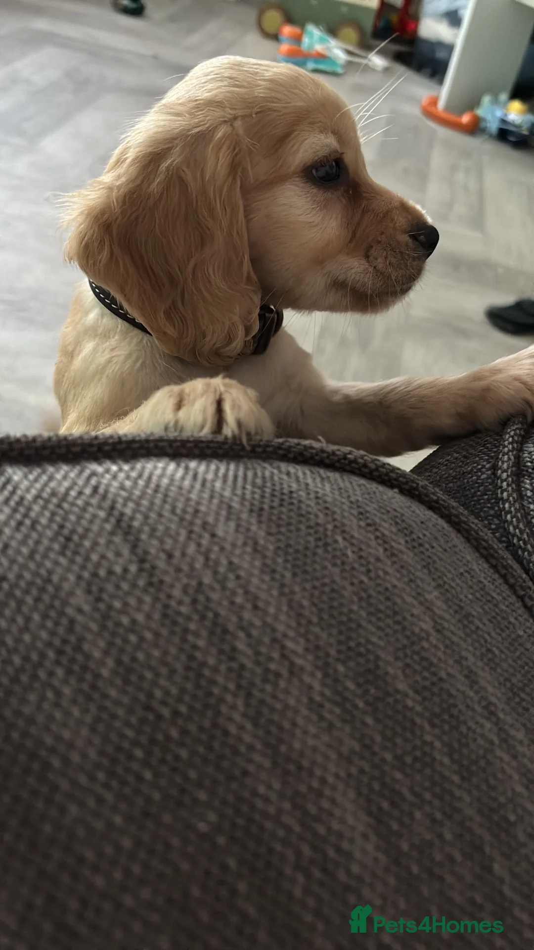 Cocker Spaniel dogs for sale: Lucille, 4 months. - Advert 4