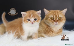 Scottish Fold cats for sale: LICENSED CATTERY, PURE BREED TOP QUALITY KITTENS - Image 20