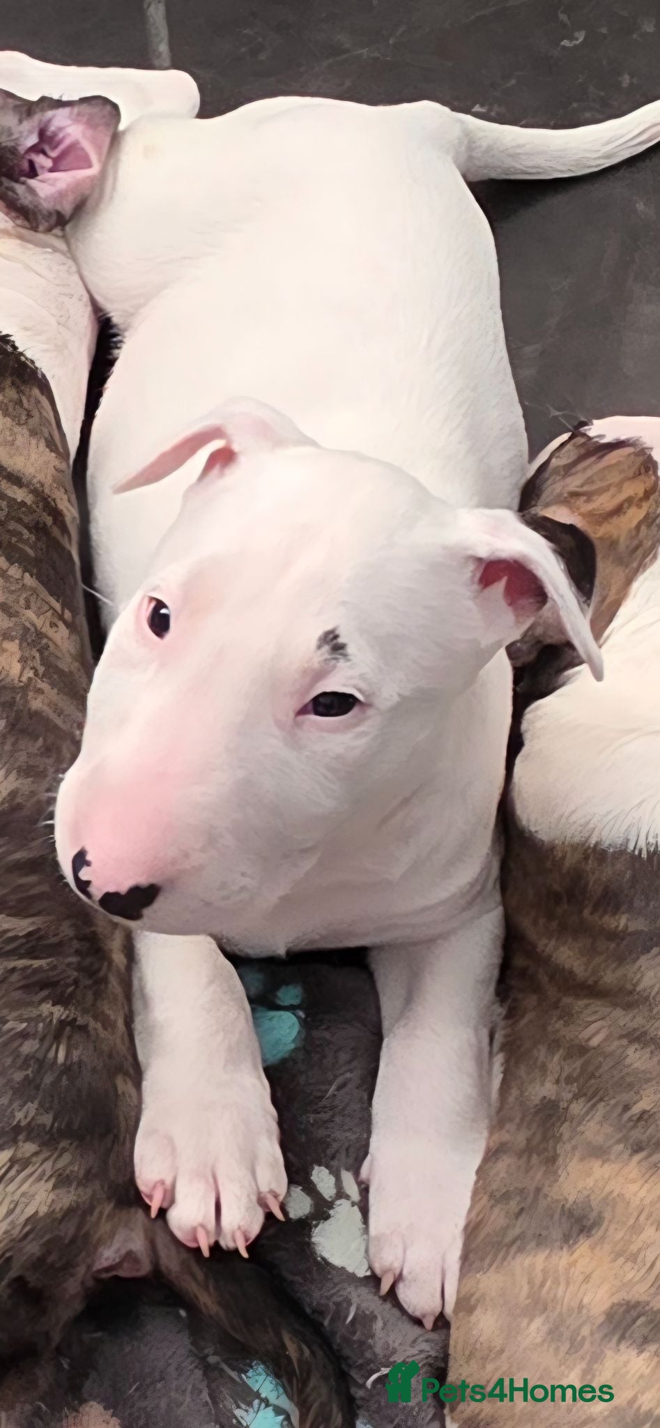 English Bull Terrier dogs Last boy KC English bullterrier puppies available  - Advert 2