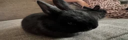 Mixed Breed rabbits for sale: Baby rabbits £50 for 2 in Leigh - Advert 7