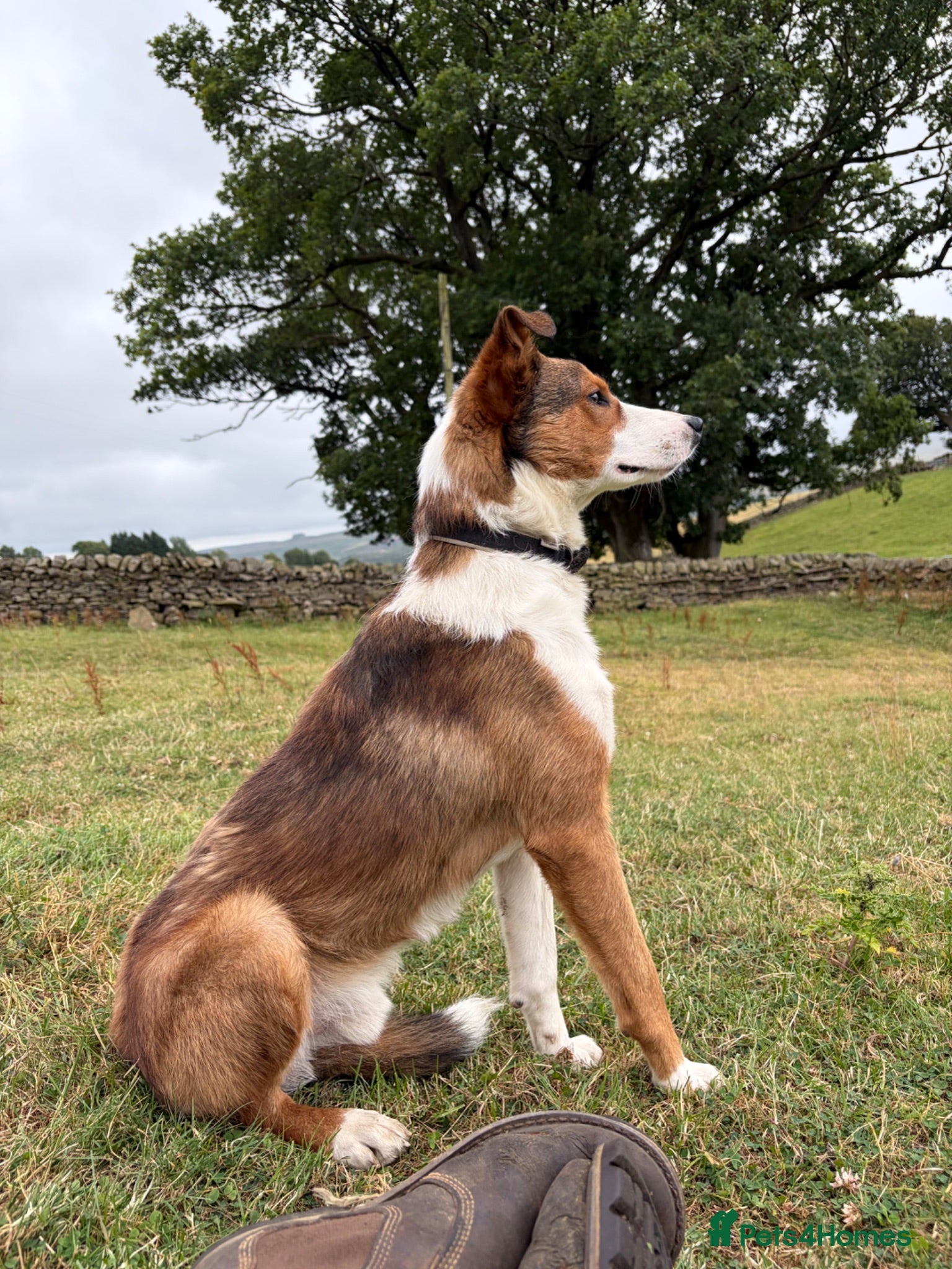 Mixed Breed dogs Taff - lovely lad looking for active pet home - Advert 3