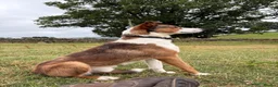 Mixed Breed dogs for sale: Taff - lovely lad looking for active pet home in Barnard Castle - Advert 1