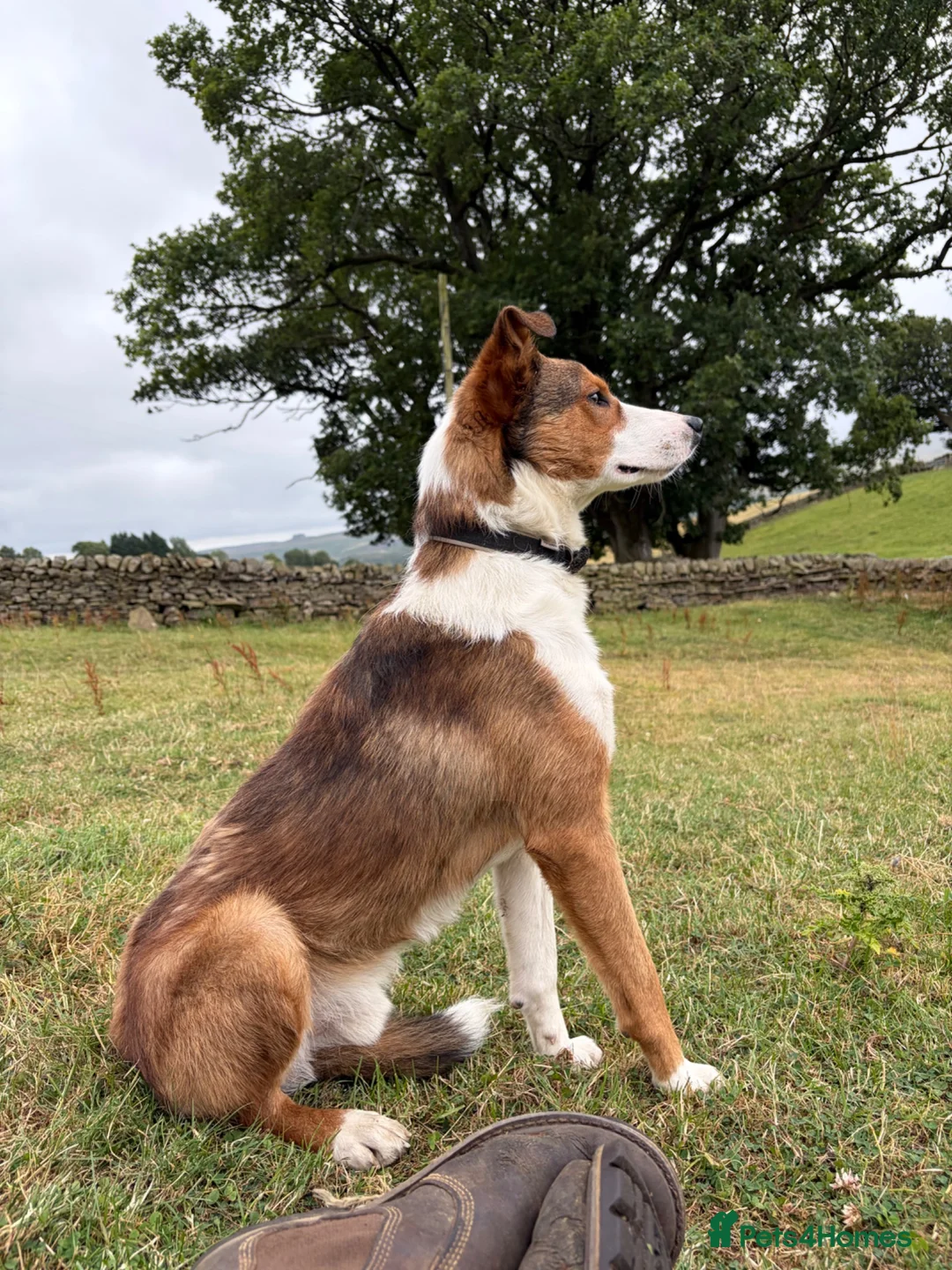Mixed Breed dogs for sale: Taff - lovely lad looking for active pet home in Barnard Castle - Advert 1
