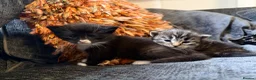 Maine Coon cats for sale: Maine coon cross tabby only 2 left  - Advert 6