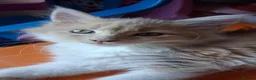 Maine Coon cats for sale: Female Maine coon  - Advert 5