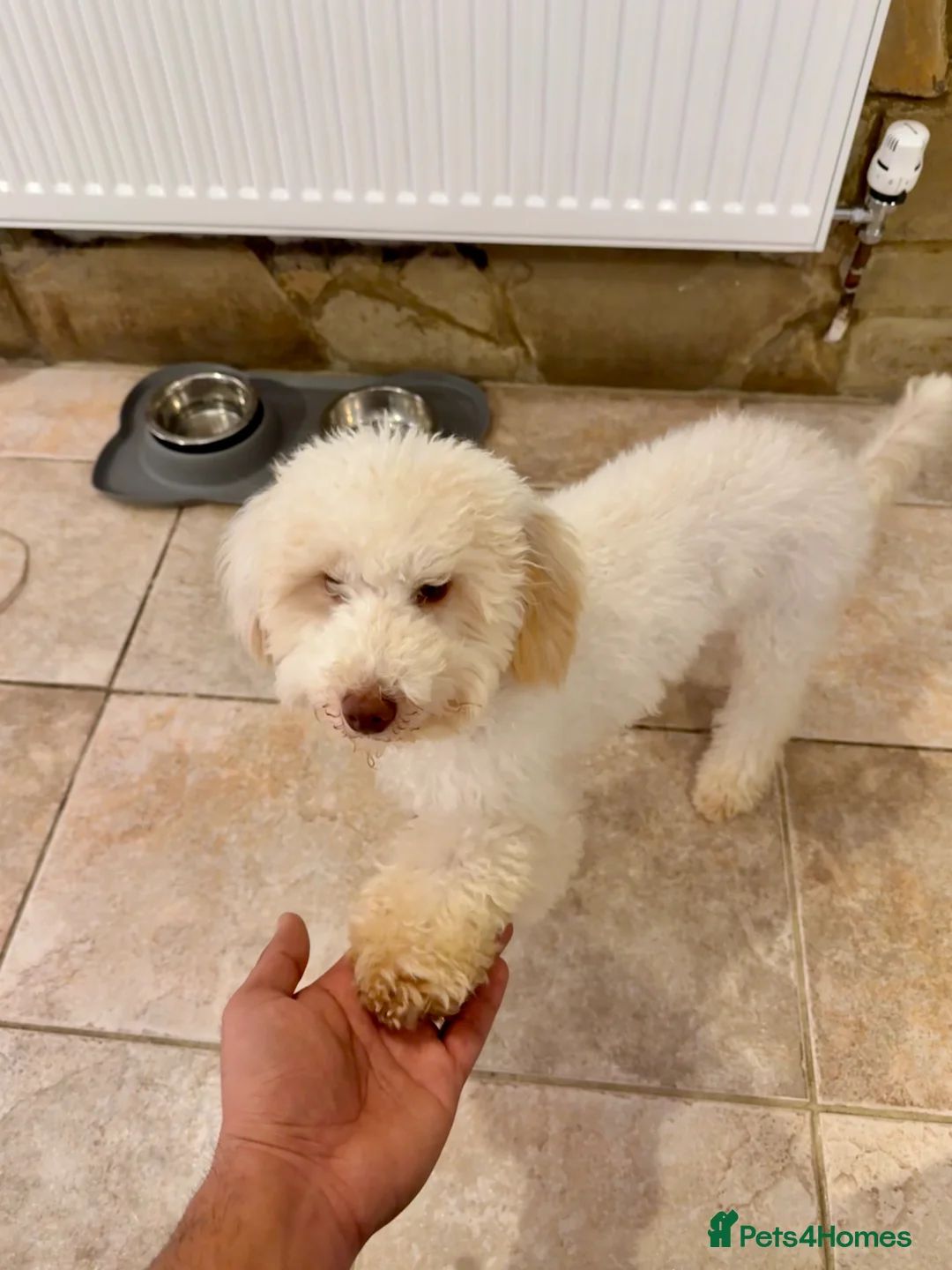 Miniature Poodle dogs for sale: Miniature poodle - Advert 2