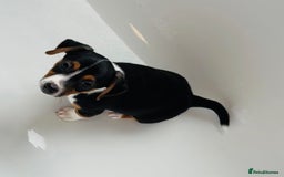 Jack Russell dogs for sale: Jack Russell Puppies for sale  - Image 7