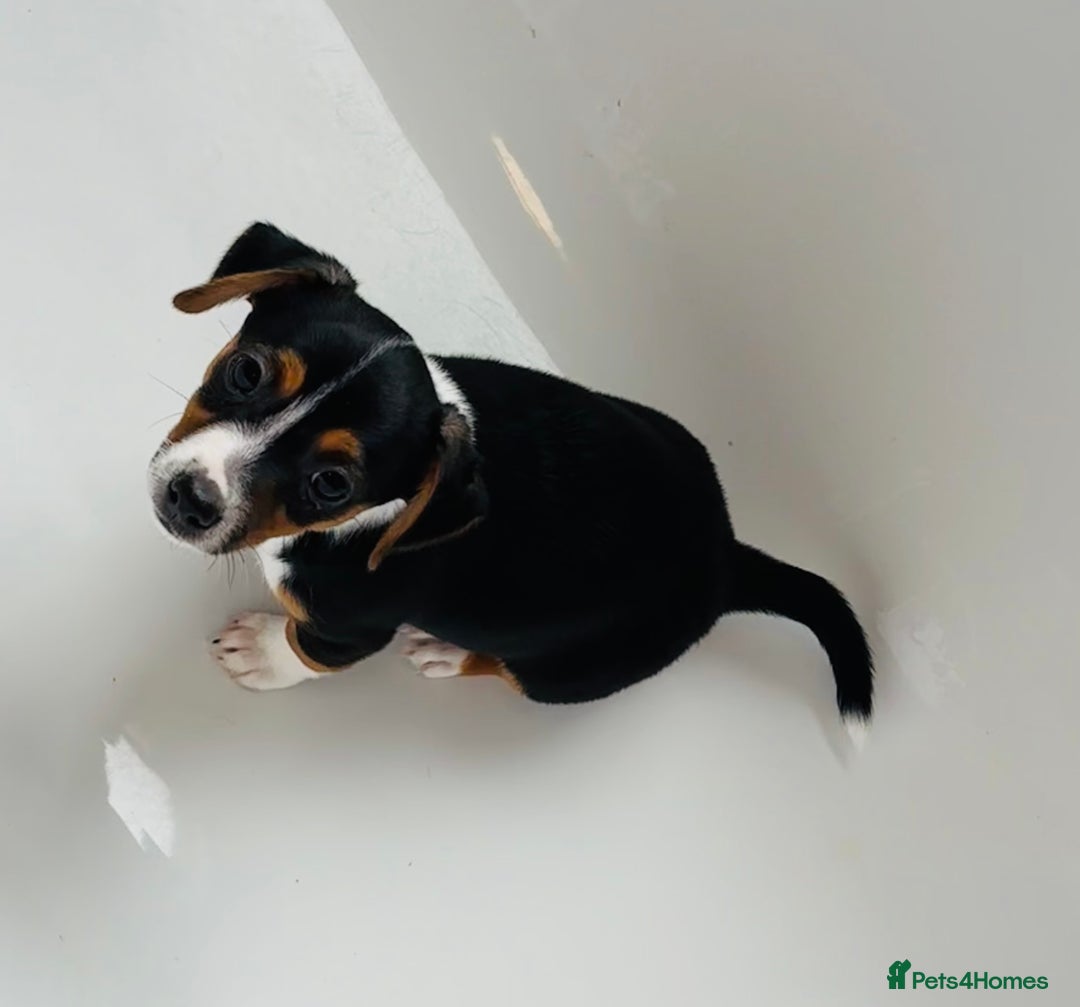 Jack Russell dogs for sale: Jack Russell Puppies for sale  - Image 7