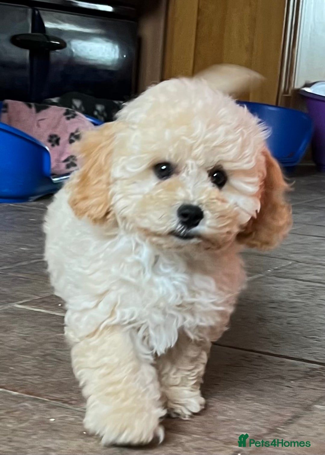 Cavapoochon dogs for sale: Stunning Cavapoochon puppies  - Image 1