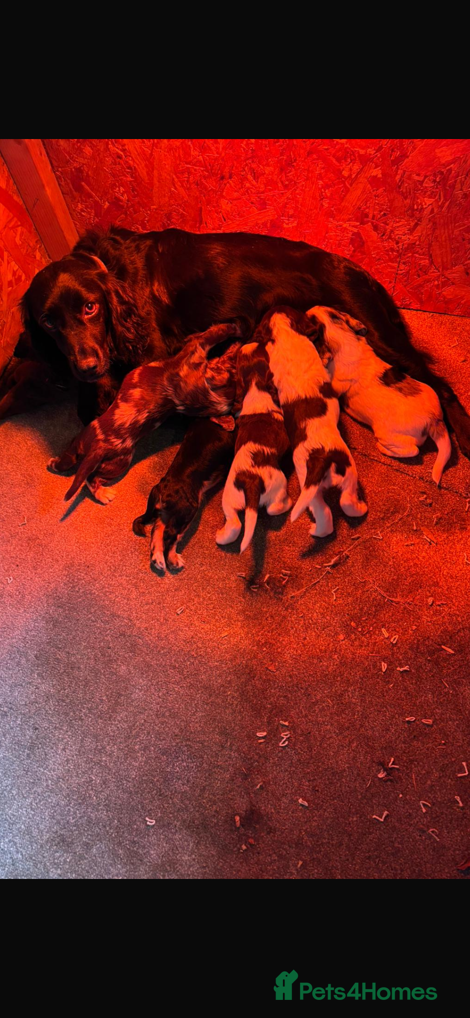 Cocker Spaniel dogs Rainbow litter cocker spaniel puppies  - Advert 7