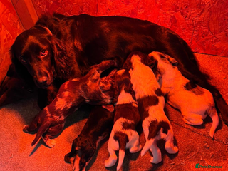 Cocker Spaniel dogs Rainbow litter cocker spaniel puppies - Advert 1