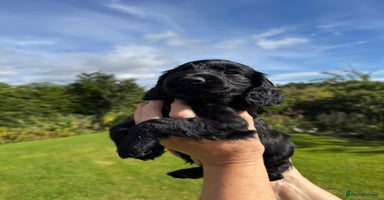 Cocker Spaniel dogs - Advert 4