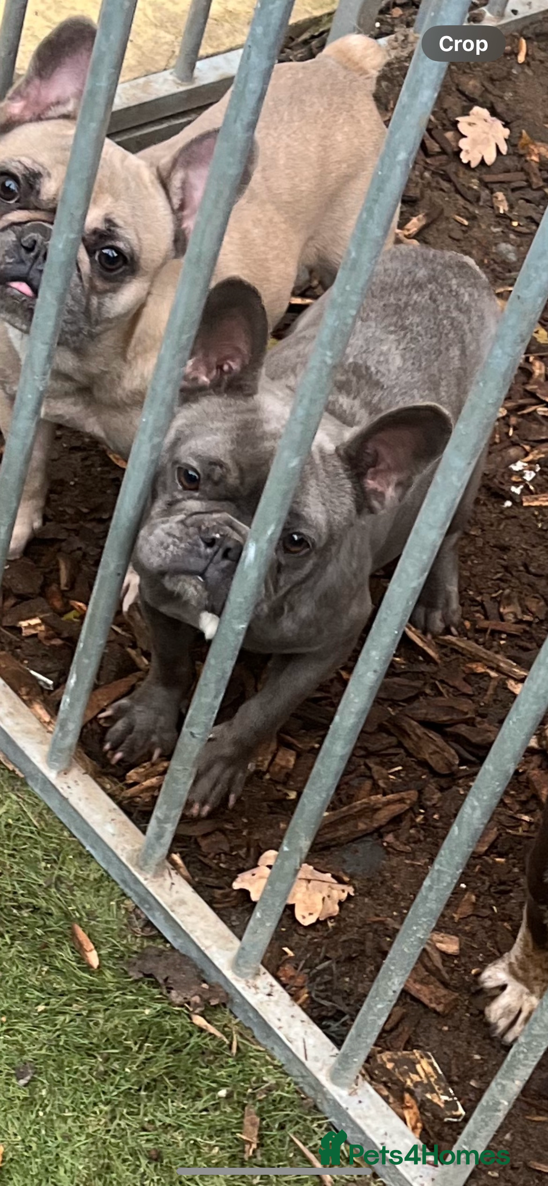 French Bulldog dogs for sale: Blue female frenchie  - Image 2