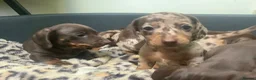 Miniature Dachshund dogs for sale: Funny happy miniature dachshund puppies - Advert 7