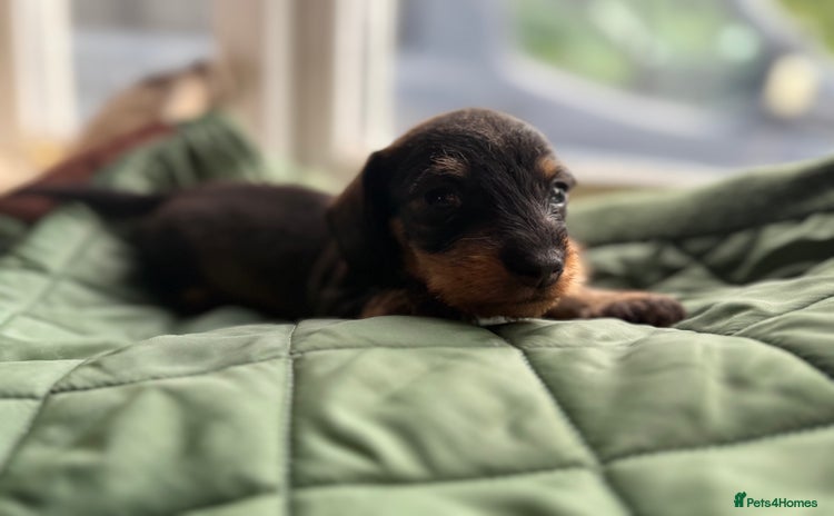 Miniature Dachshund dogs - Advert 1