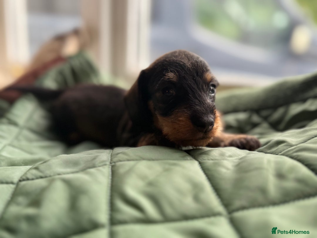 Miniature Dachshund dogs for sale: Miniature wirehaired Dachshund  - Image 4