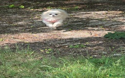 Pomeranian dogs for sale: Gorgeous KCreg female Pomeranian  - Image 11