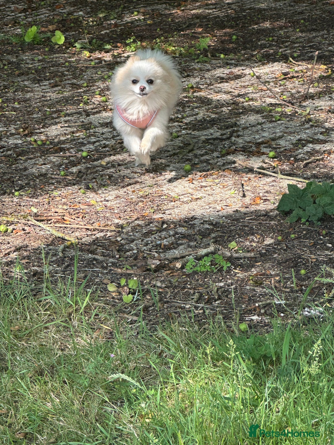 Pomeranian dogs for sale: Gorgeous KCreg female Pomeranian  - Image 11