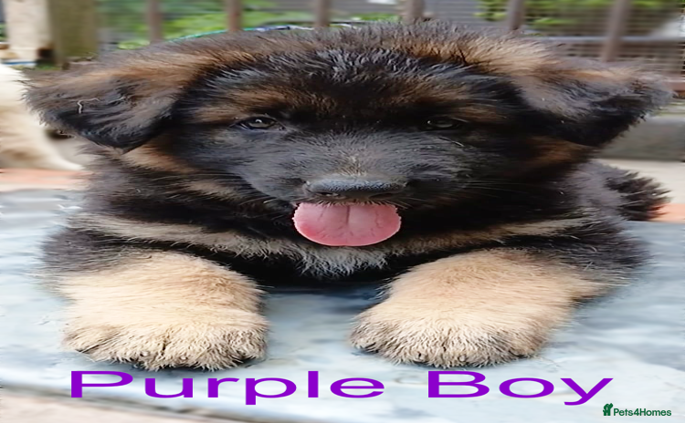 German Shepherd dogs - Advert 4