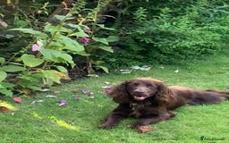 Cocker Spaniel dogs for sale: Cocker spaniel pups - Image 12