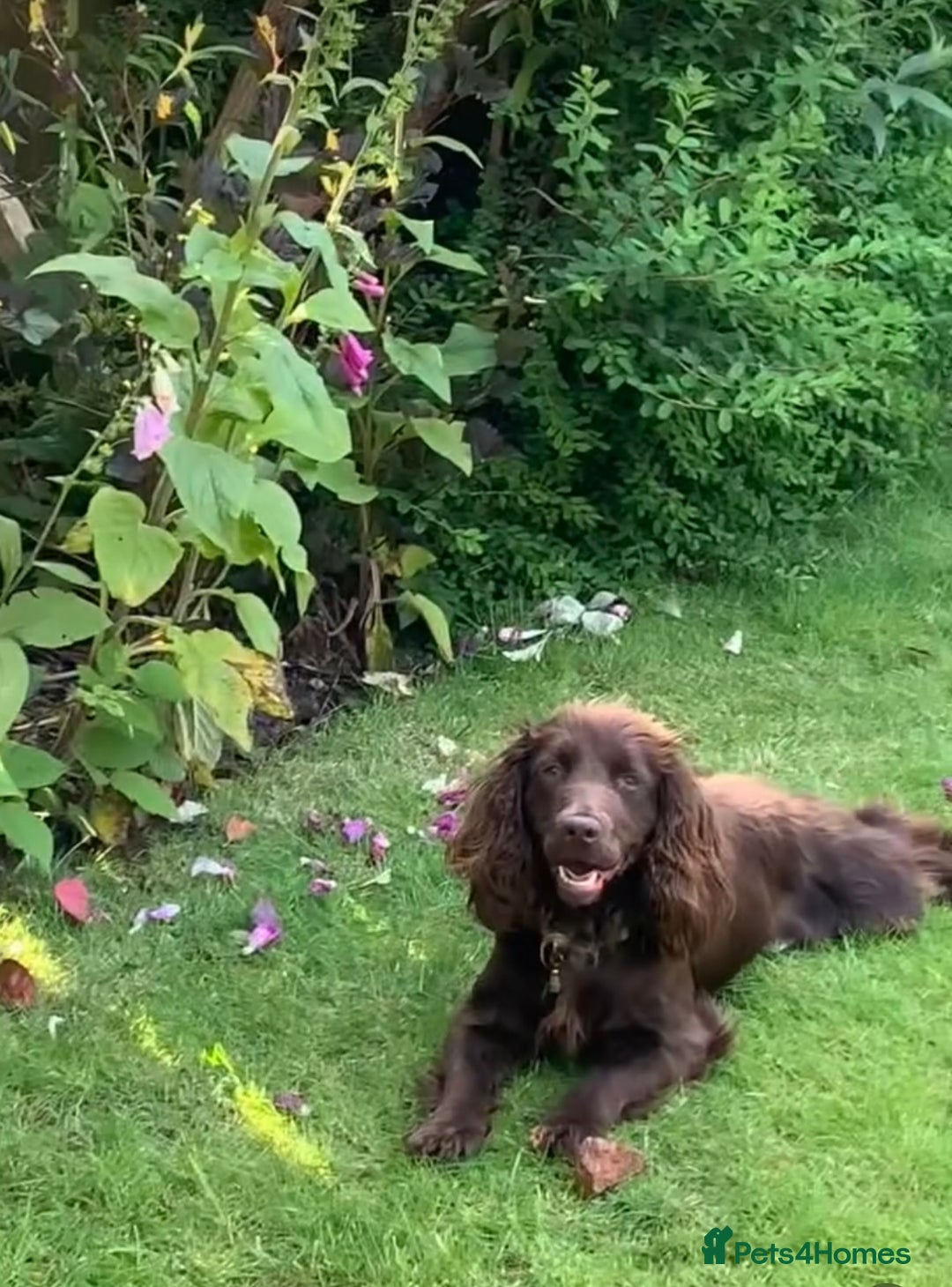 Cocker Spaniel dogs for sale: Cocker spaniel pups - Image 12