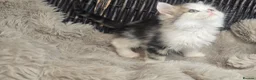 Persian cats for sale: Beautiful Persian babies available now  - Advert 6