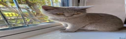 Mixed Breed cats for sale: British shorthair  - Advert 2