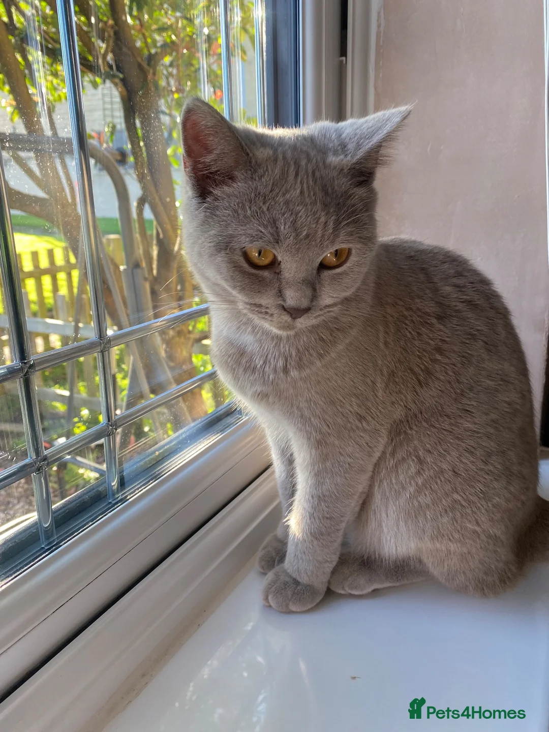 Mixed Breed cats for sale: British shorthair  - Advert 2