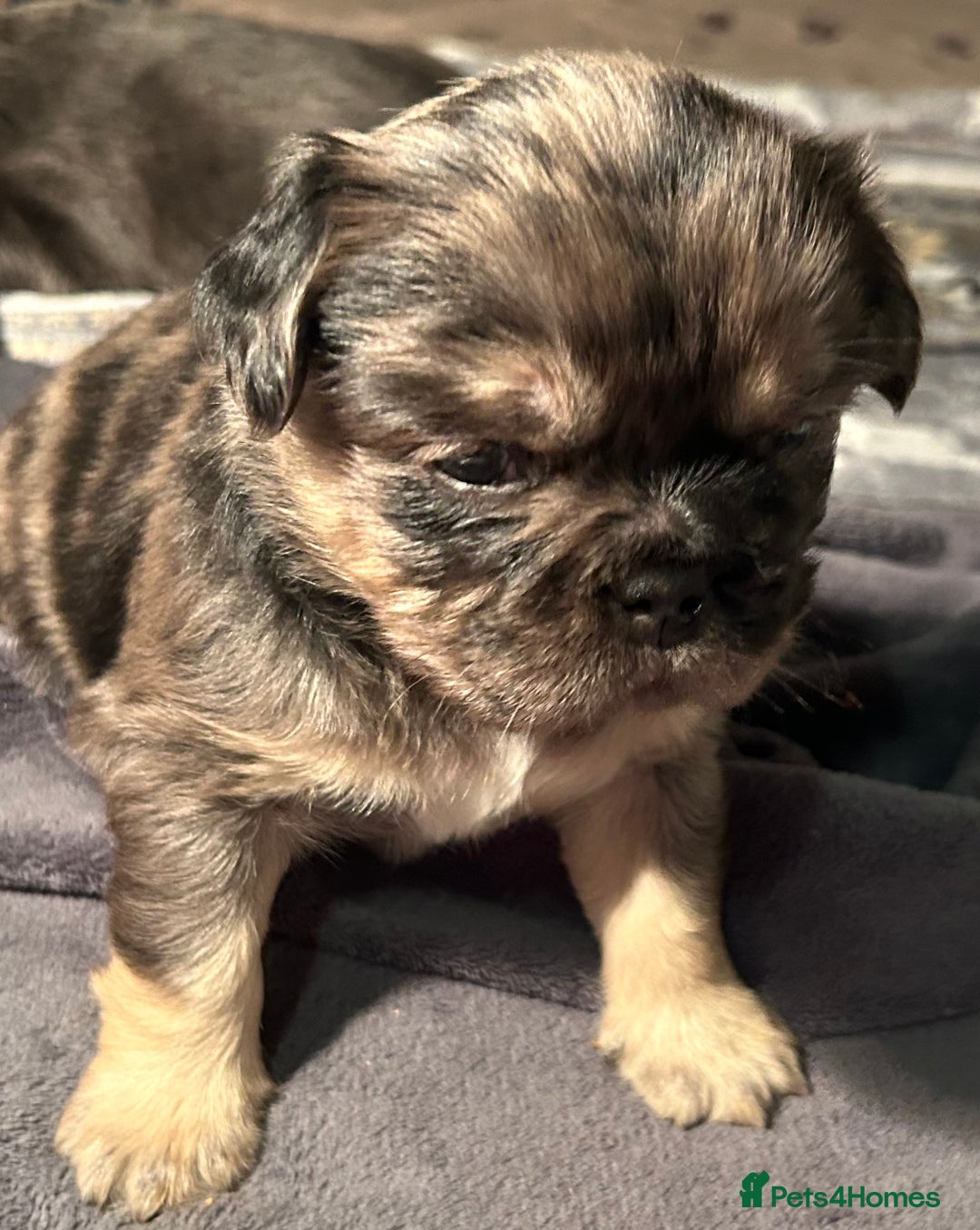 French Bulldog dogs for sale: 🐾🔥 Fluffy French bulldogs 🔥🐾 - Advert 8